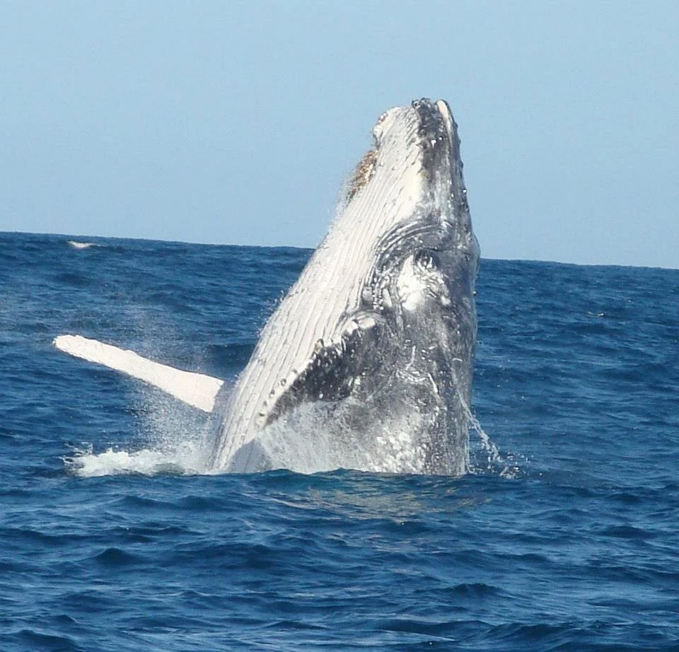 St Lucia Tours & Charters
