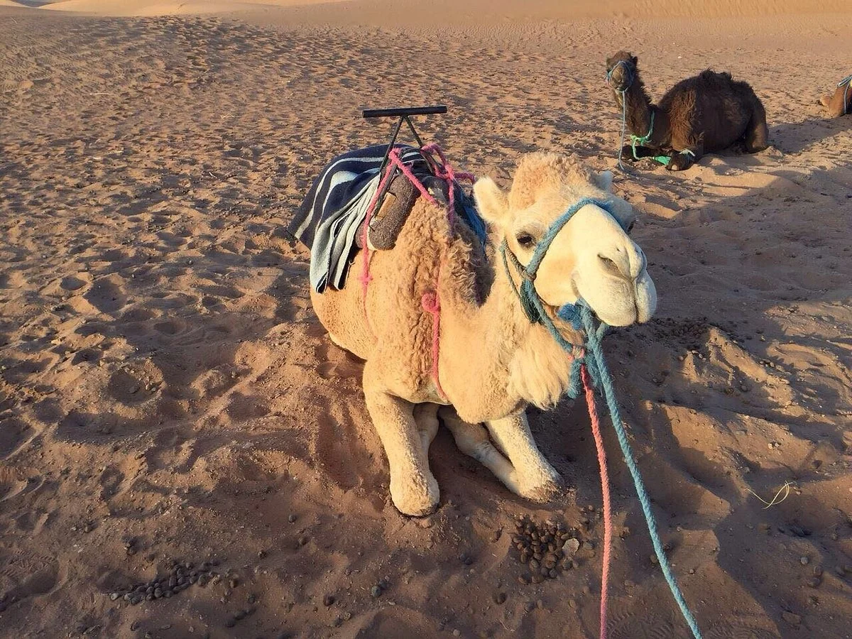 Morocco Touring