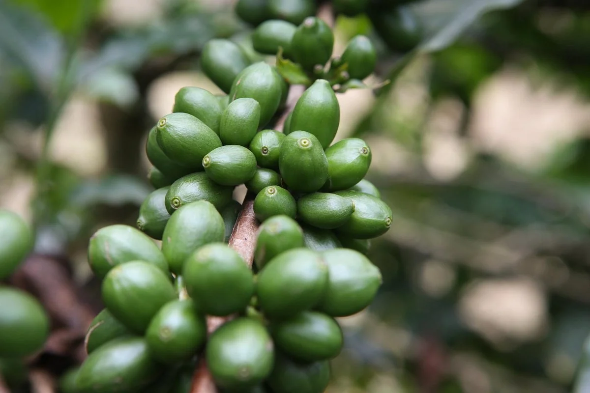 Wild Tracks/Kahawa - Coffee Walks