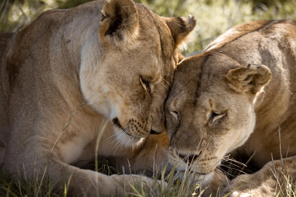 Busungu Tours and Safaris