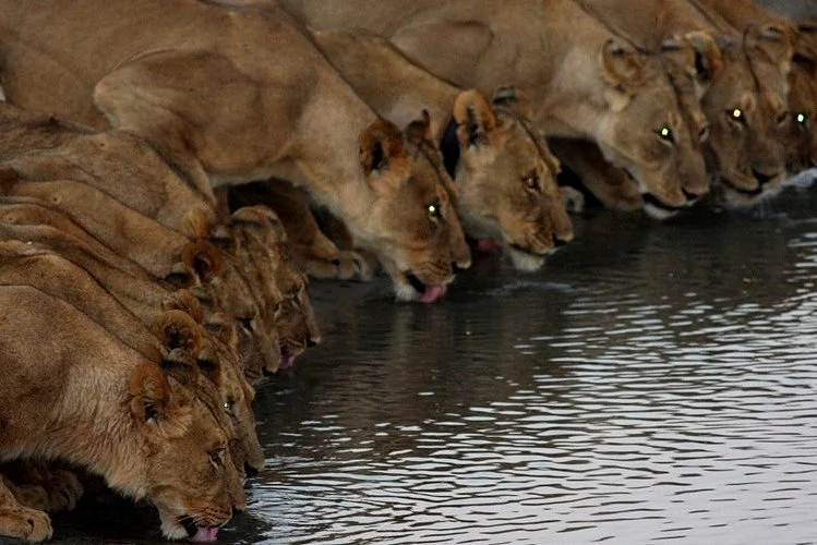 Khanondo Tours & Safaris
