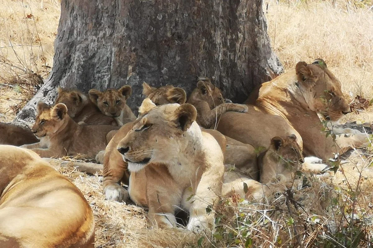 Tantrap safaris