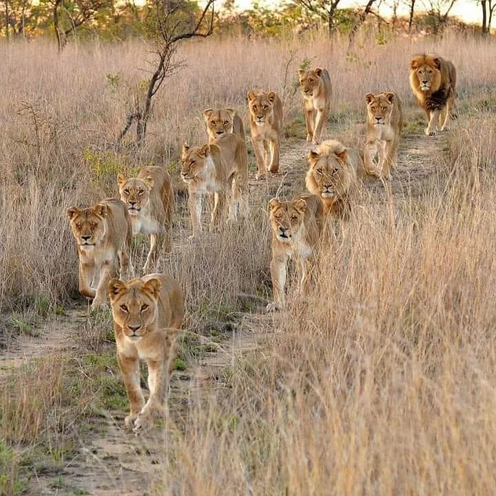 Top Cream Tours and Safaris