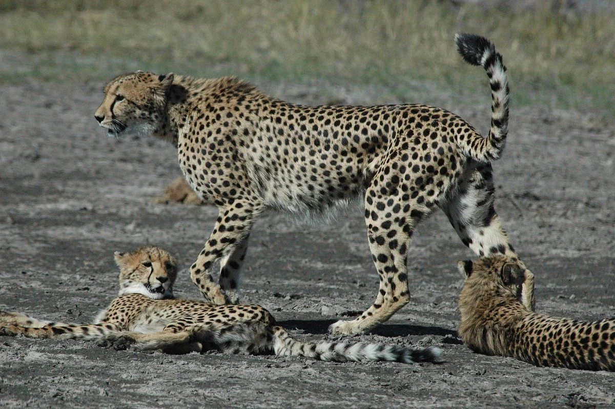 Marvelous Mobile Safari