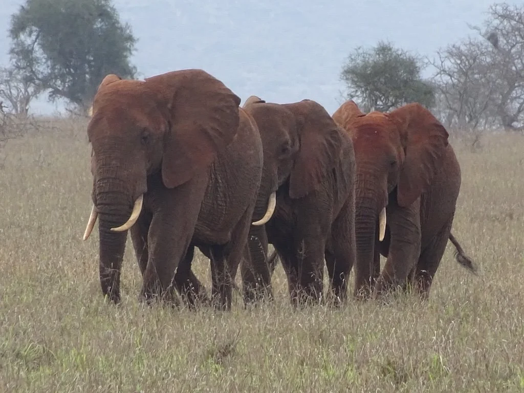 Paul Safaris