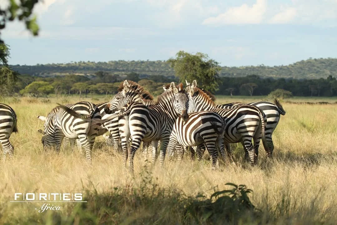 Fortes Africa