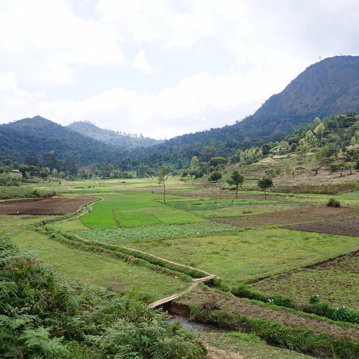 Friends of Usambara Society