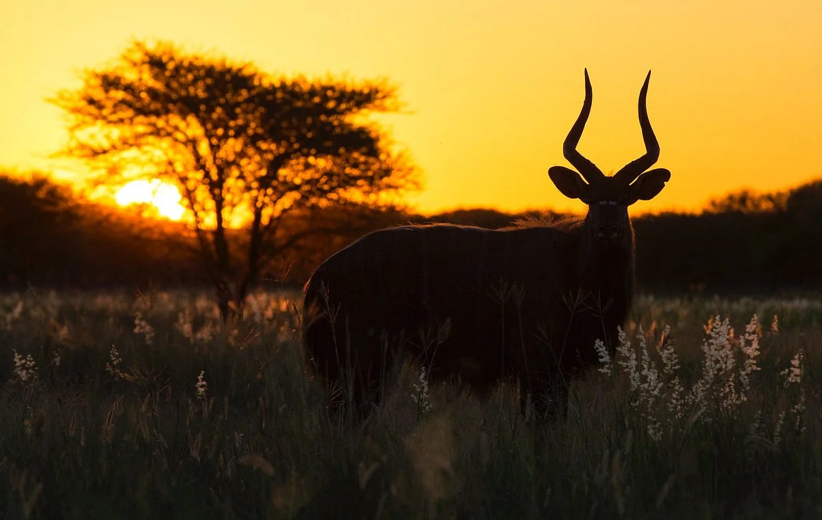 Unearth Safaris