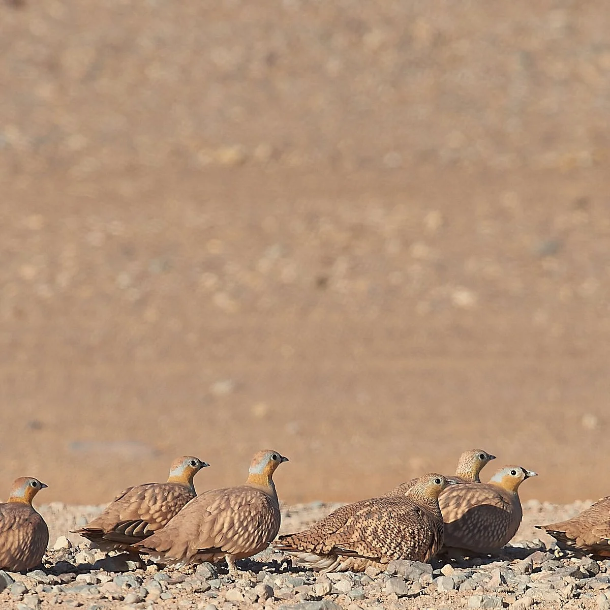 Birding In Morocco