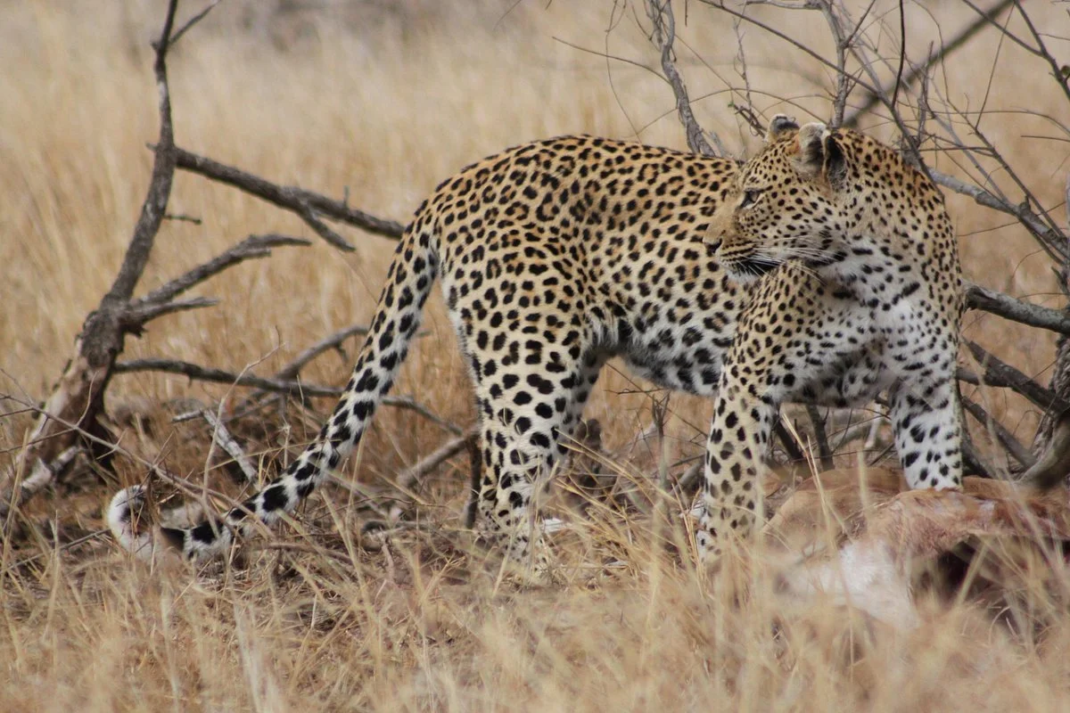Safarii Budget Travel Company