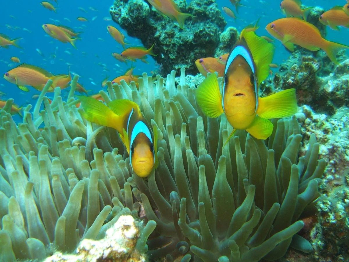 Blue Realm Diving Dahab