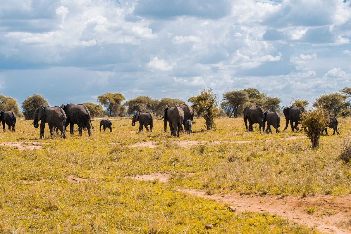 Budget Safari