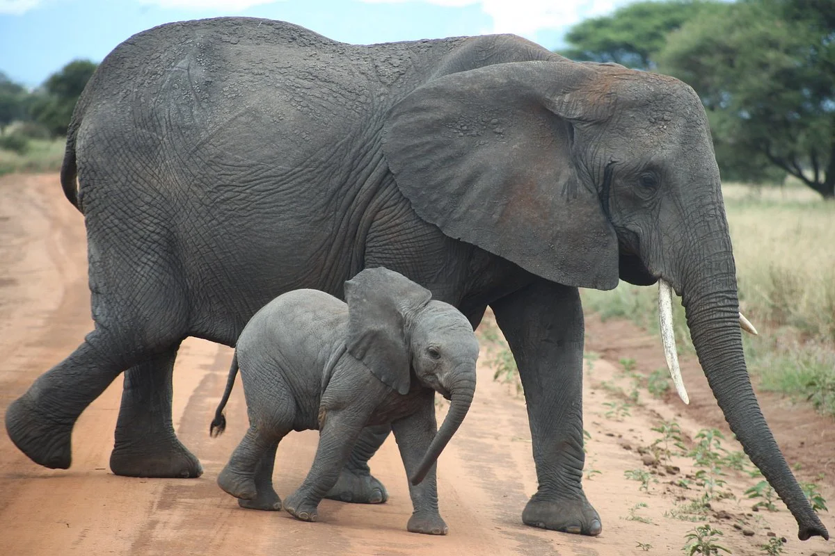 Njema safari