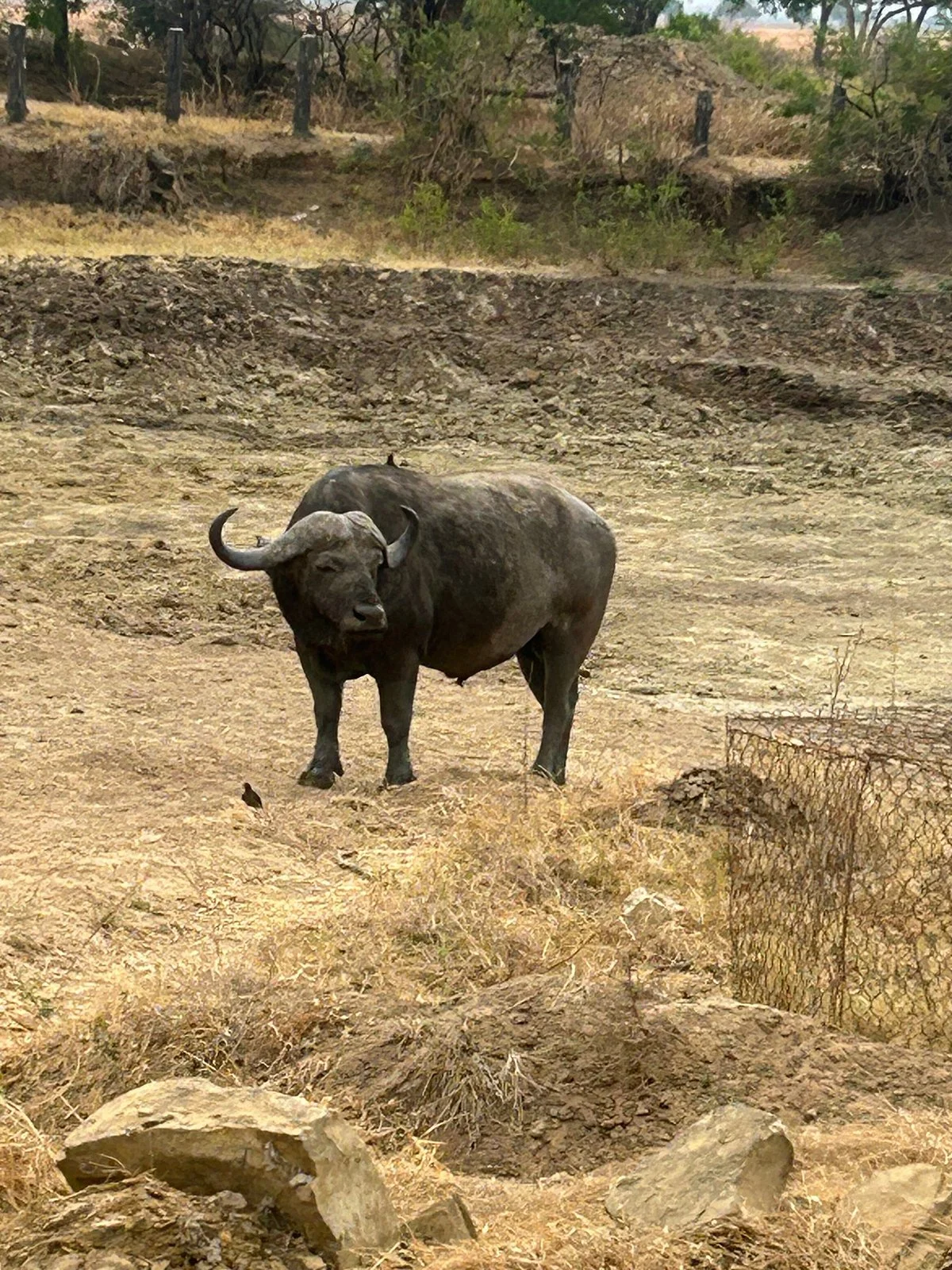 Urafiki Tours and Safari