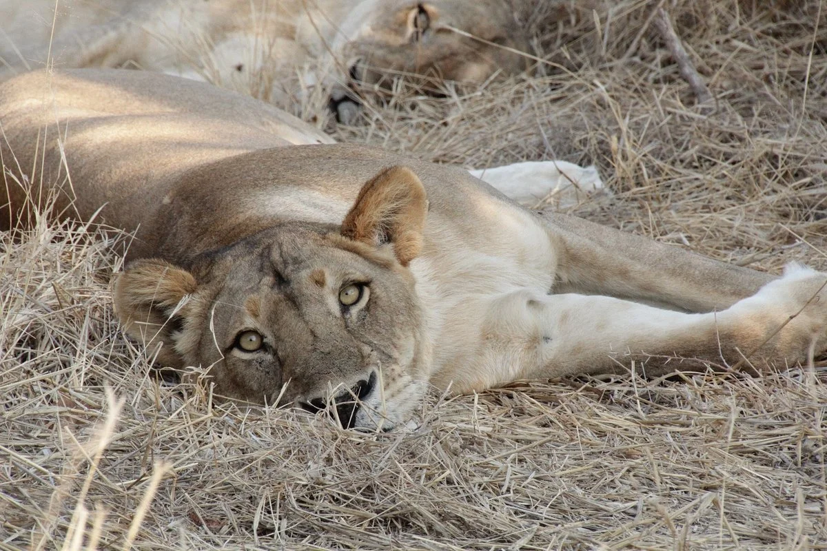 Lemasani Safari