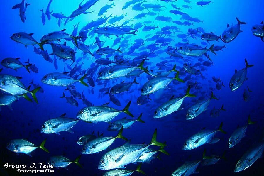 Sao Nicolau Diving