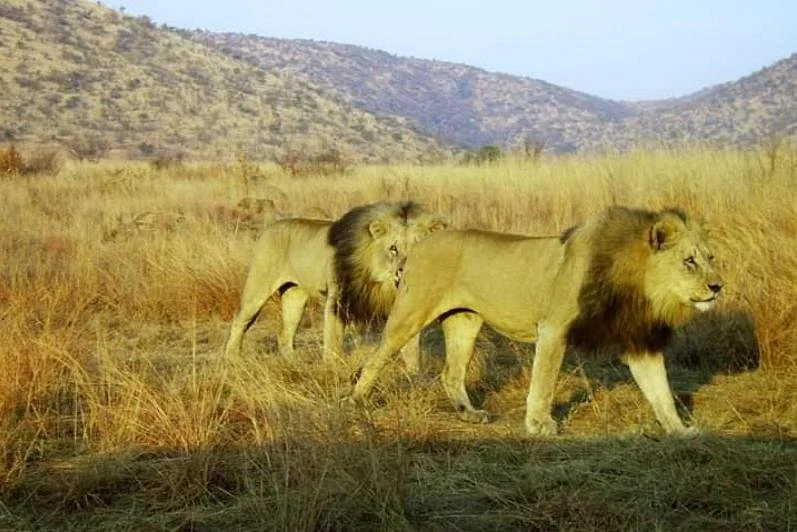 Swangs safaris