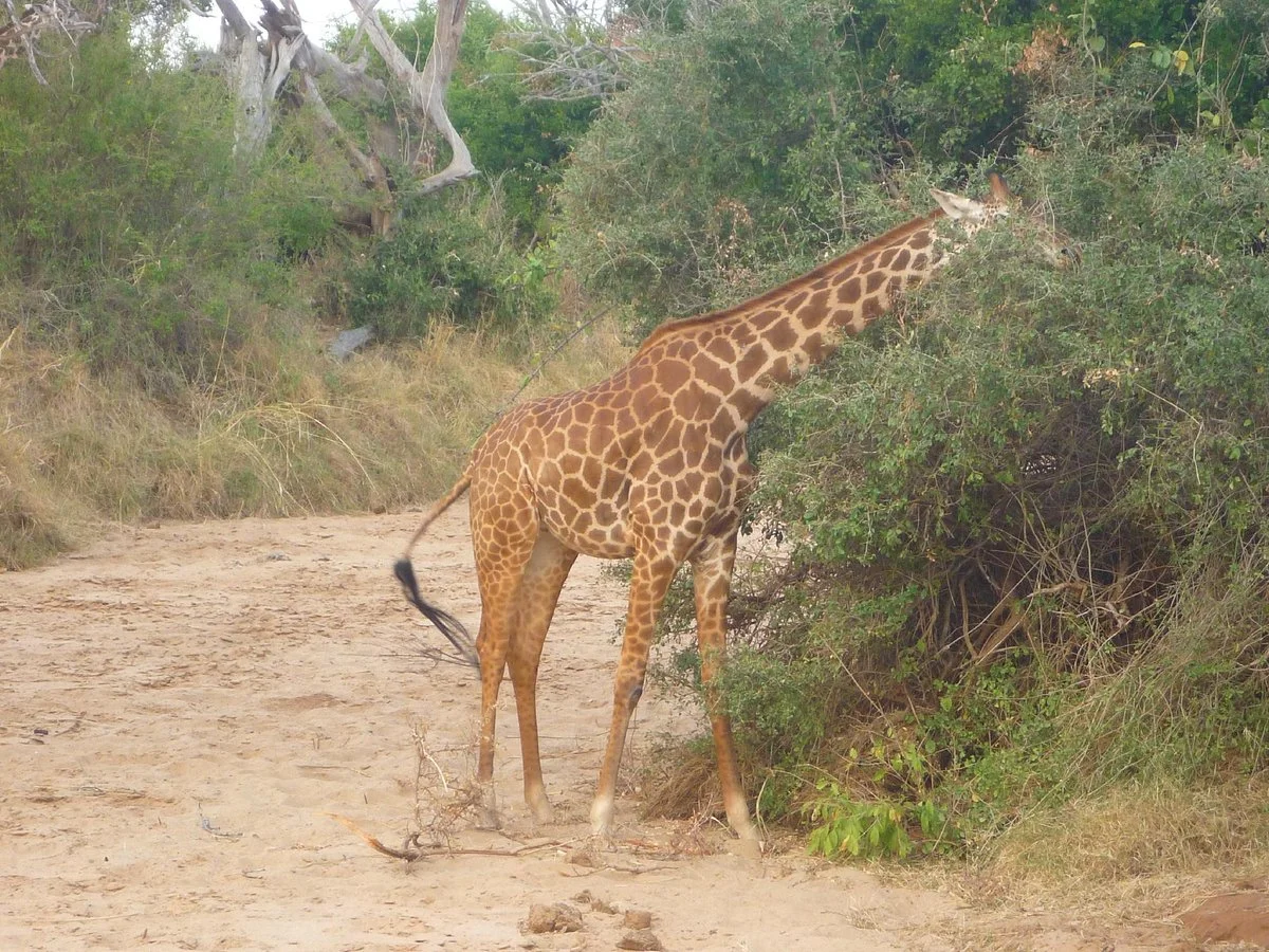 Adventure Mara Tours