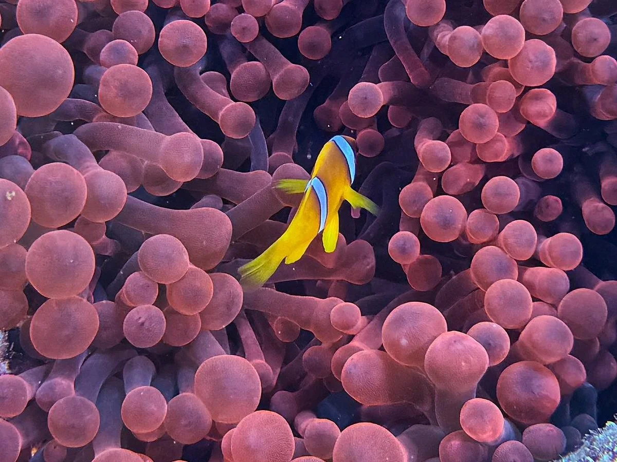 Diving_Marsaalam