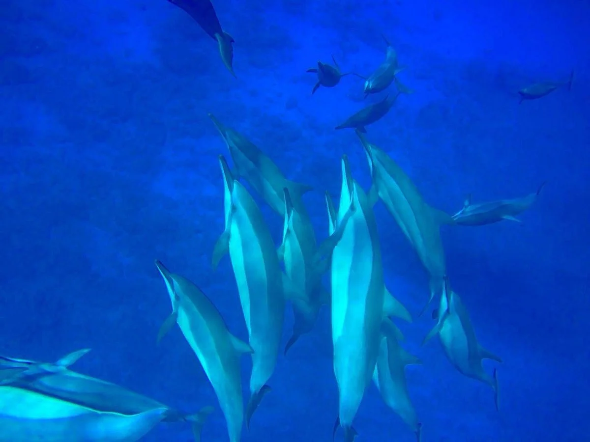Dolphin-Dream