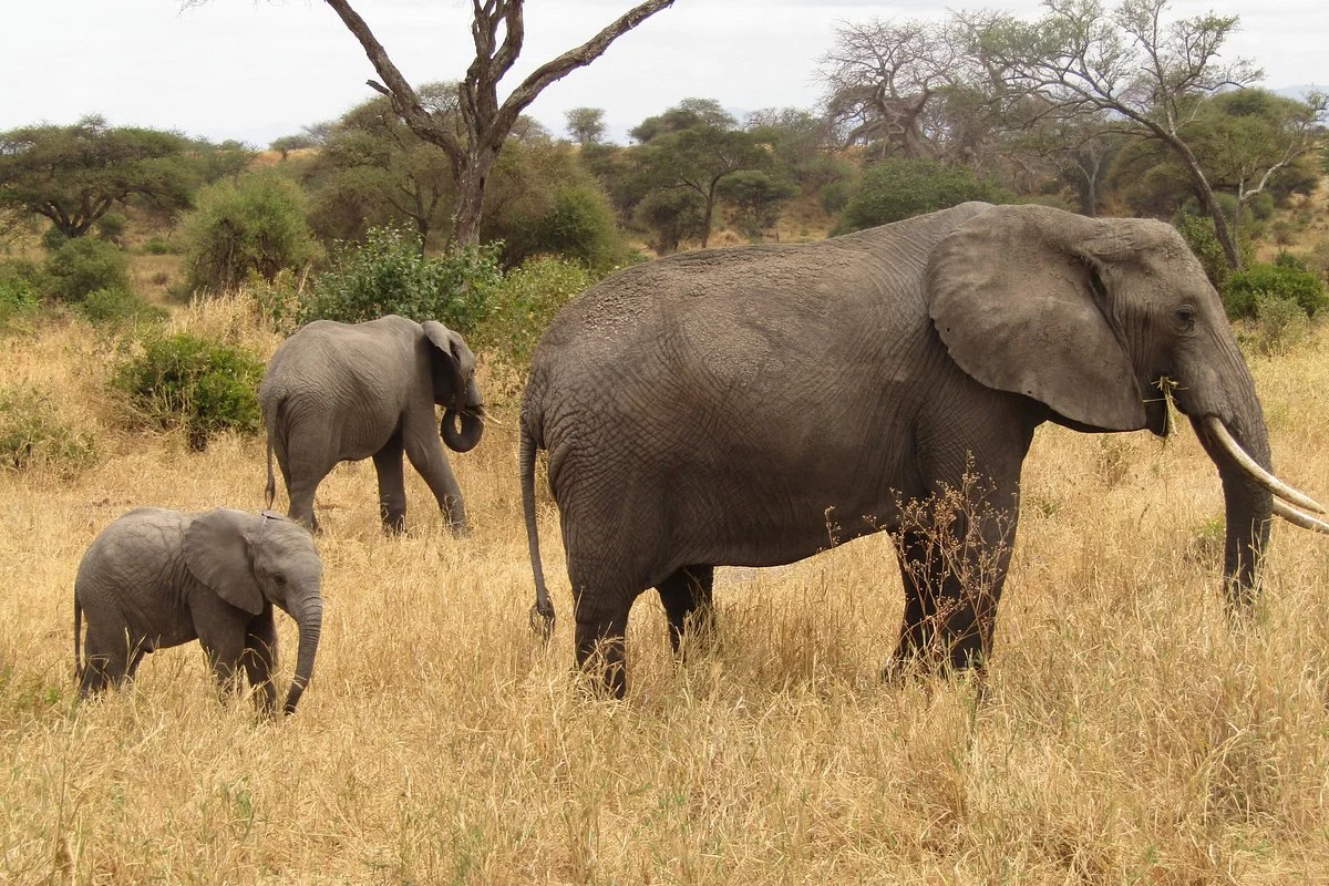 World Sky Safaris