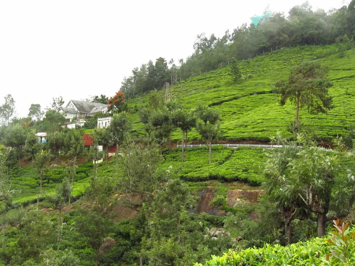 Tranquilitea Gourmet Nilgiri Teas