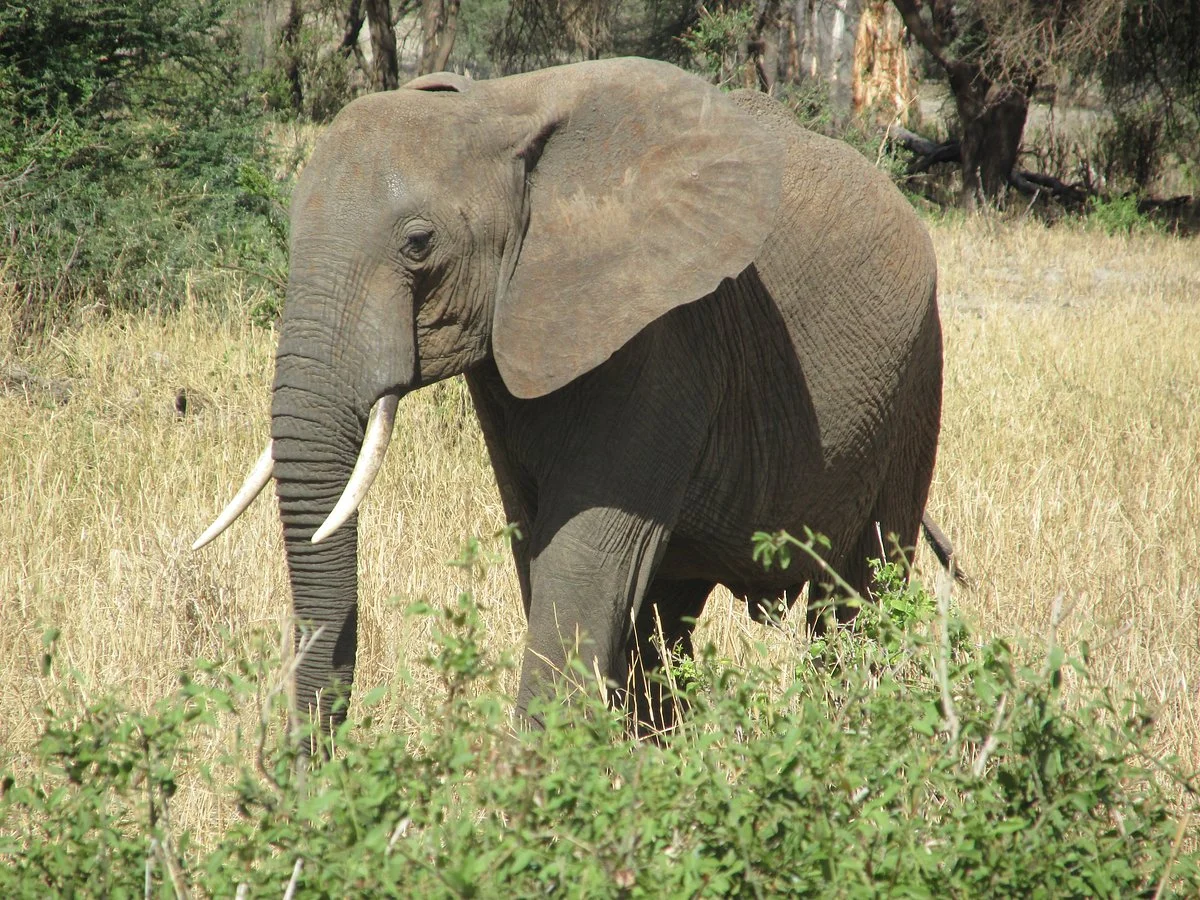 Let's View Tanzania