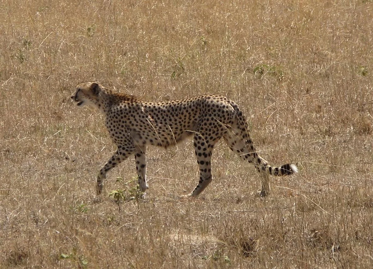 Rockland Kenya Safaris