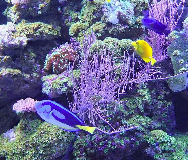 Diving School of Aleksandr Ustyugov