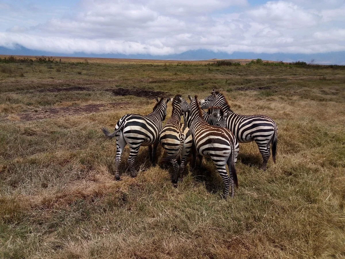 T-One Tours and Safaris