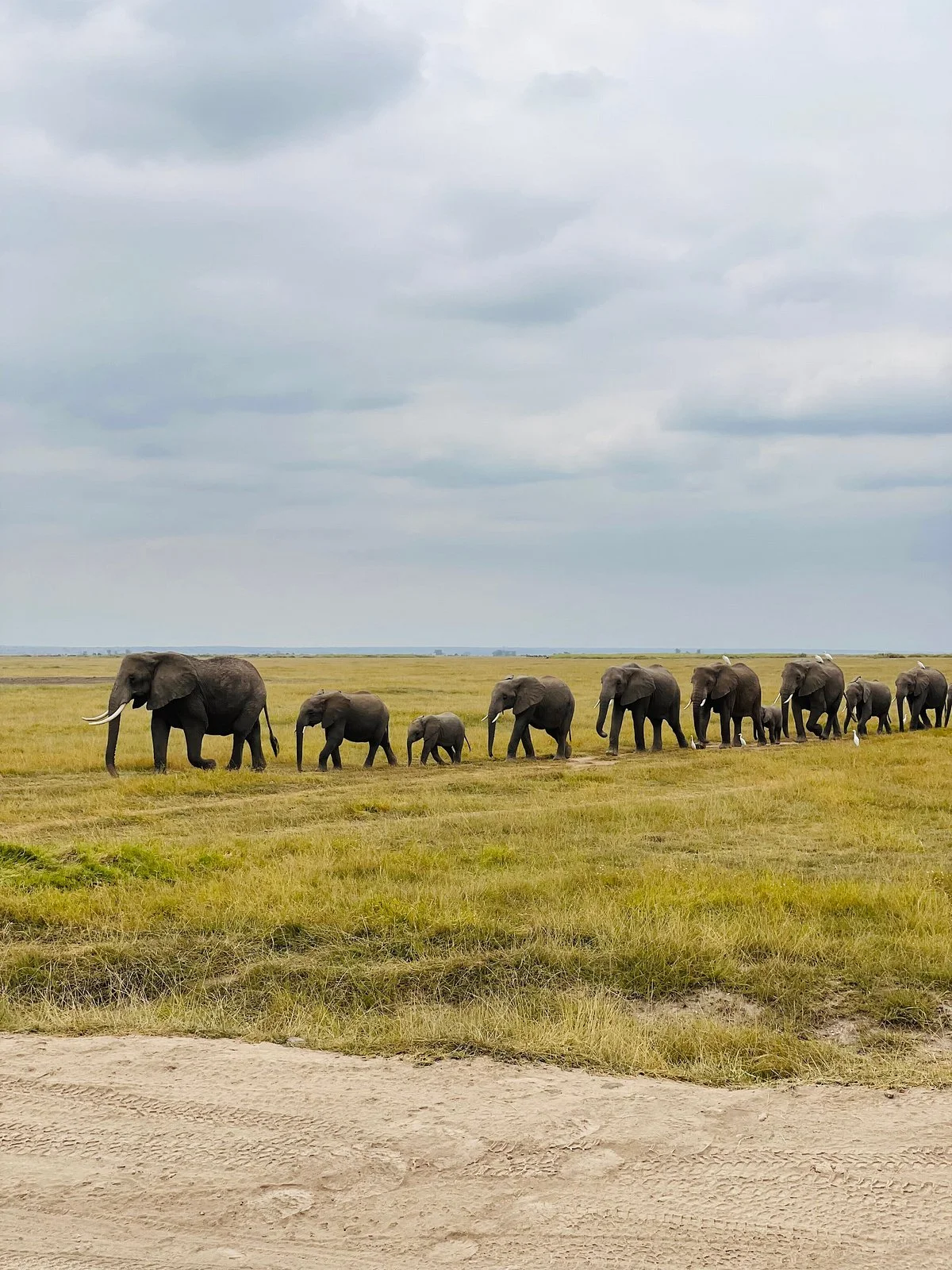 Sipi Safaris