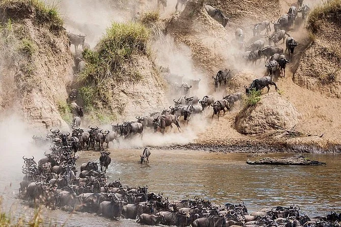 Wild Streamer Tours & Travel Safaris