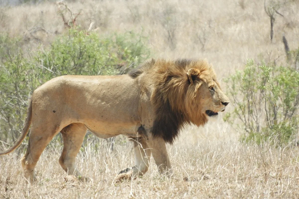 Bongan Safaris