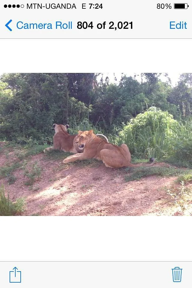 Alpha Wild Safaris