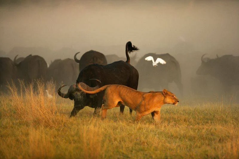ThisAndThat Safaris