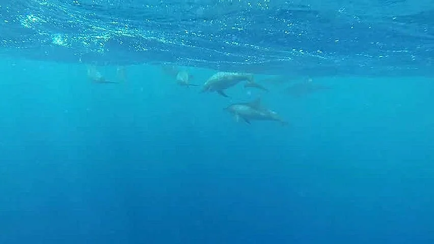 Coral Spirit