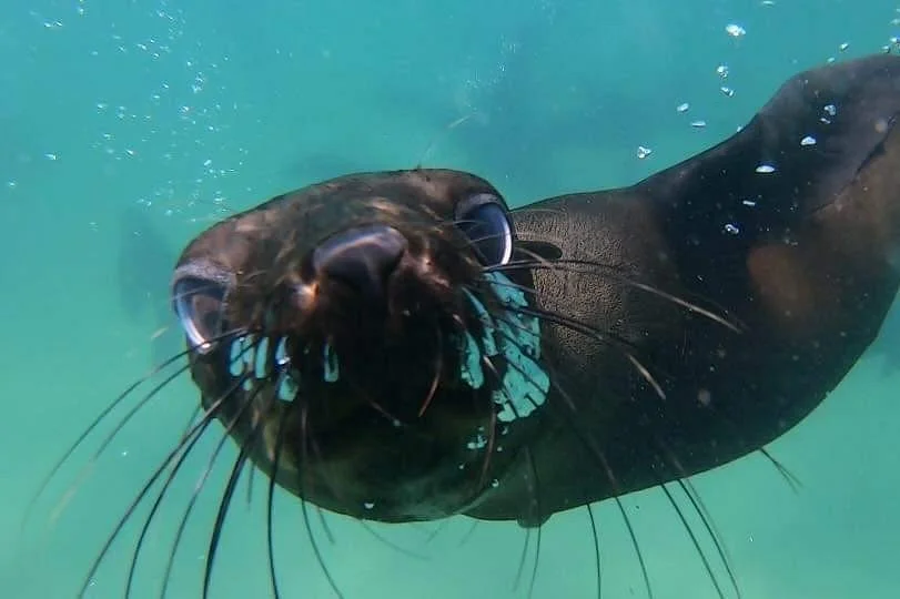 Plett Seal Adventures