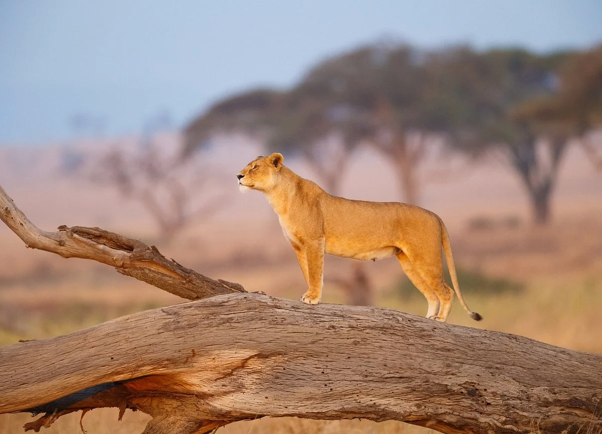 Afroriginal Tours & Safaris