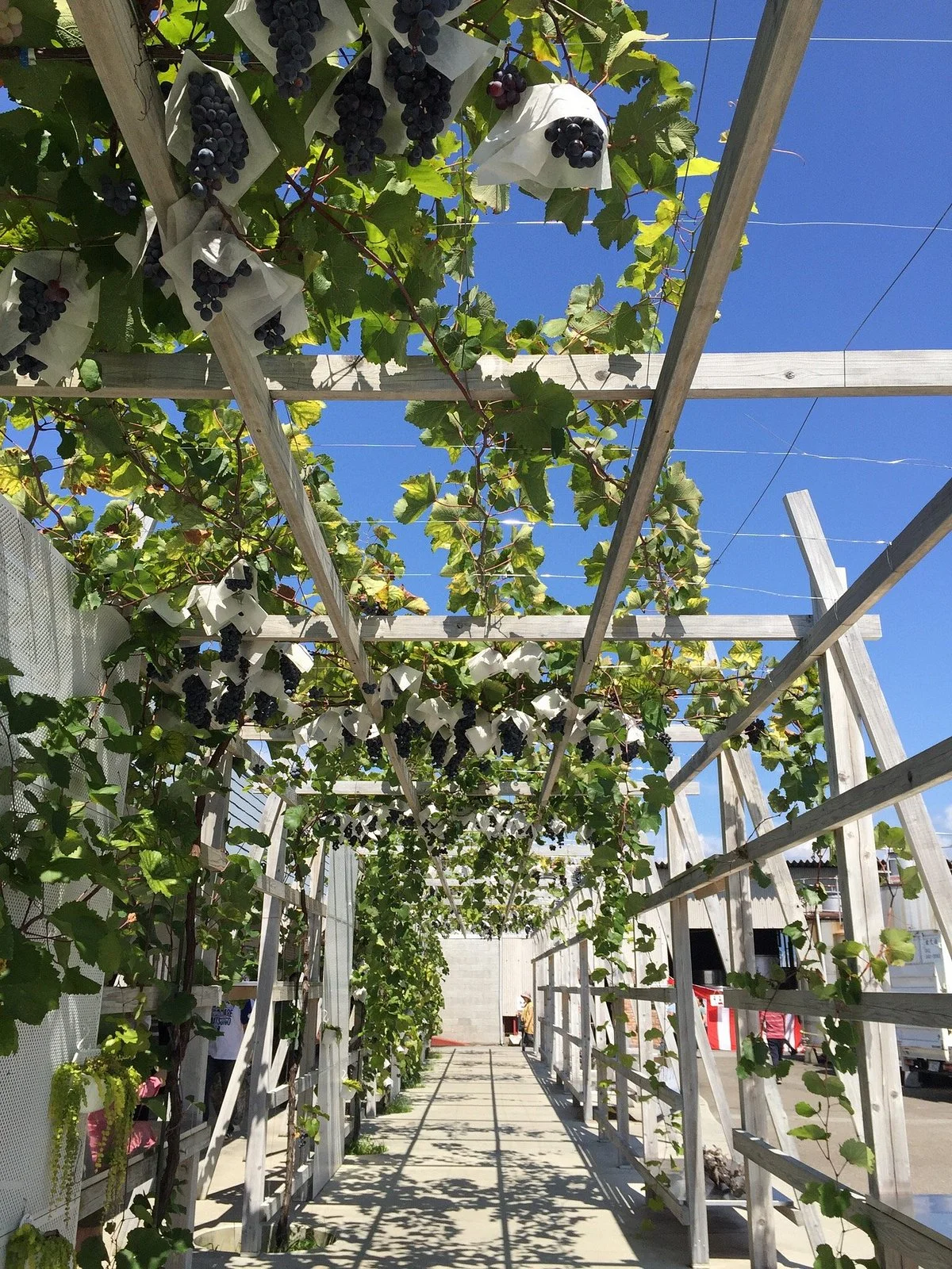 L'orient Wine Shirayuri Brewery