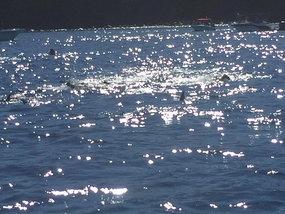 Dolphswim