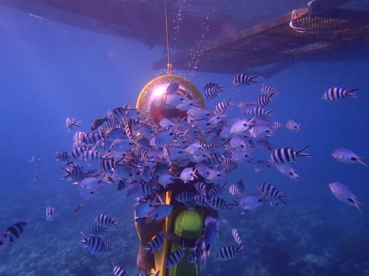 Scuba-Doo Mauritius