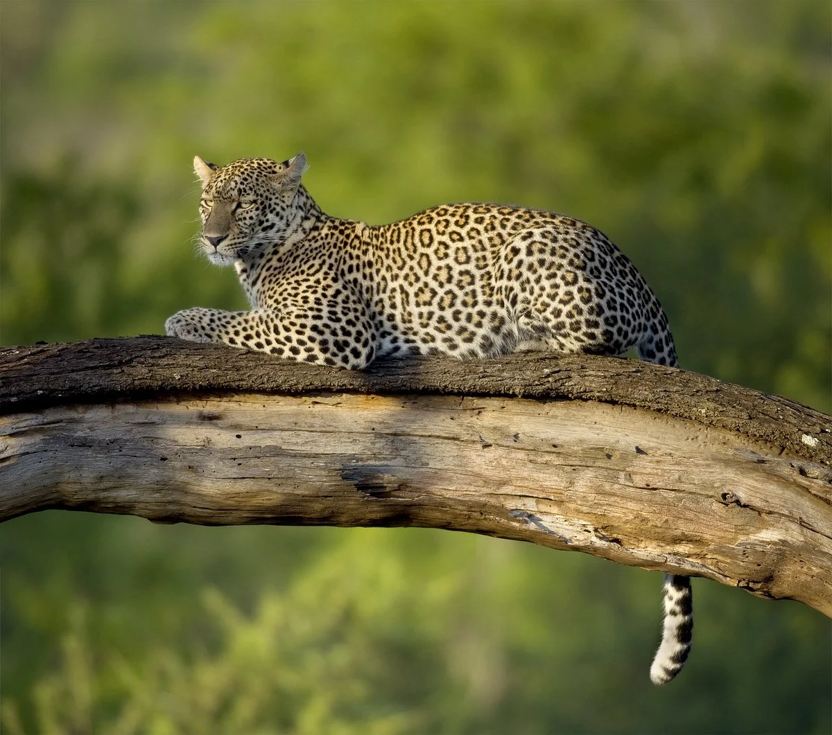 Epic Africa Adventure
