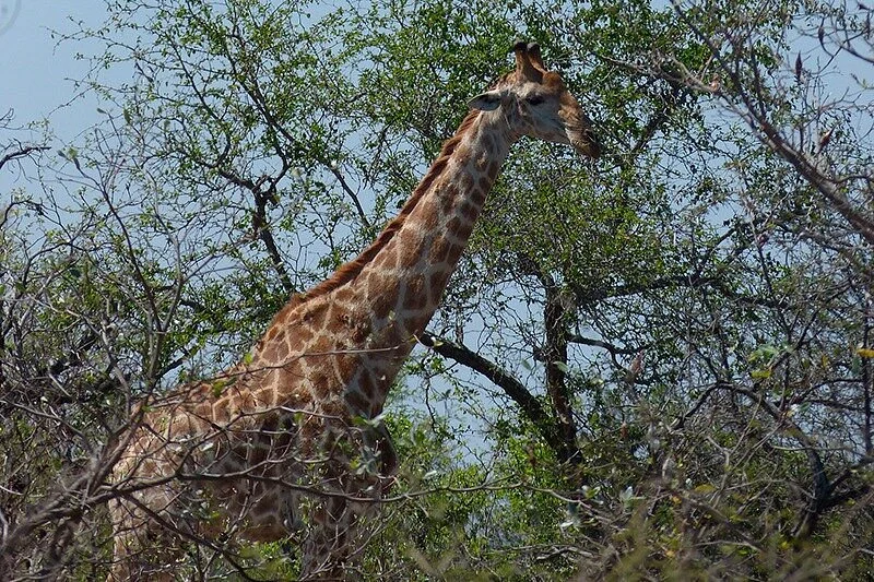 PF Safaris and Events Management
