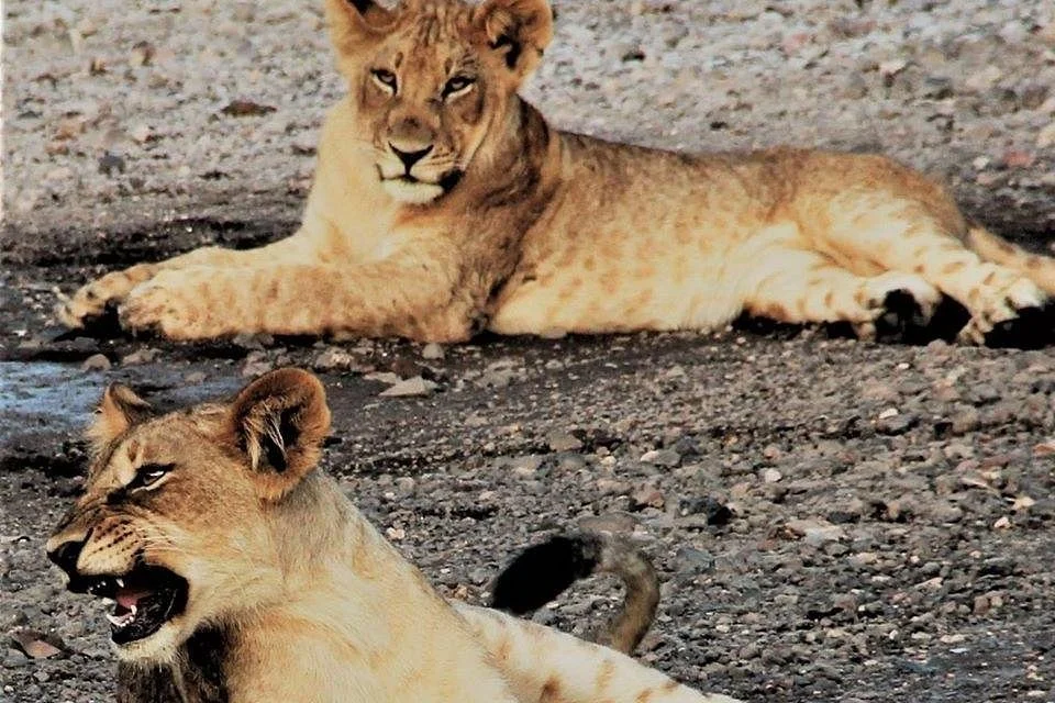Africa Breeze Tours and Transfers