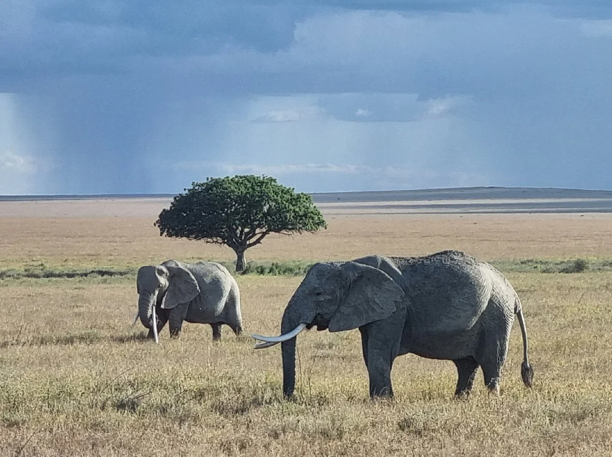 Tanzania Juvenile Safaris
