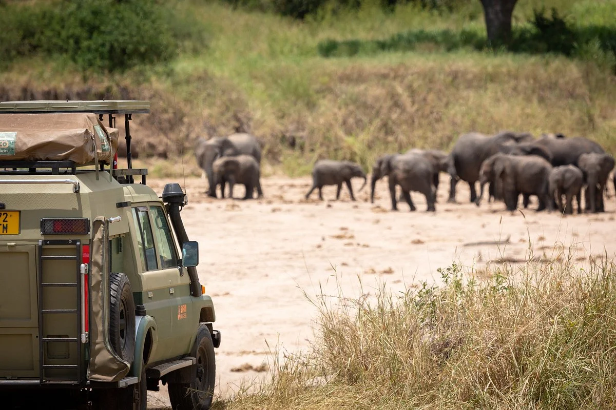 Safari Masters