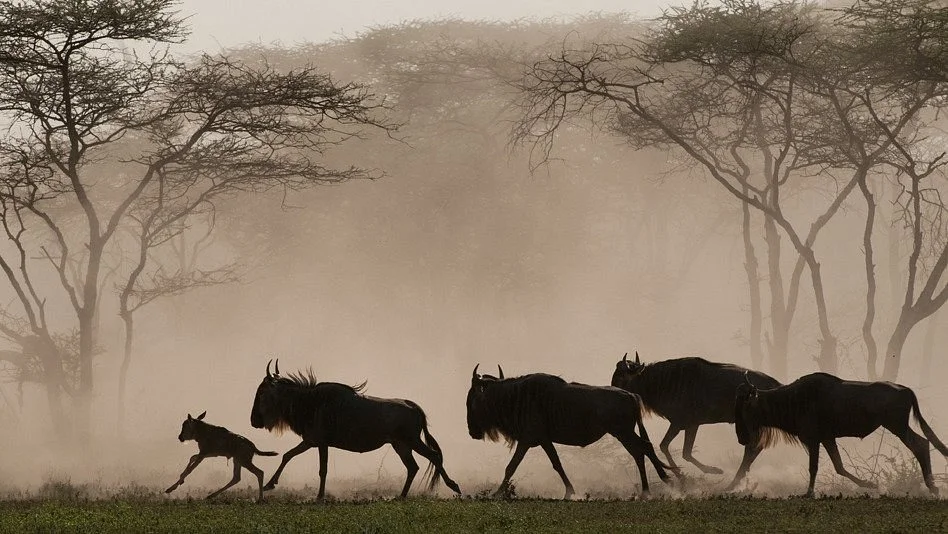 African Dream Holiday & Photographic Safaris