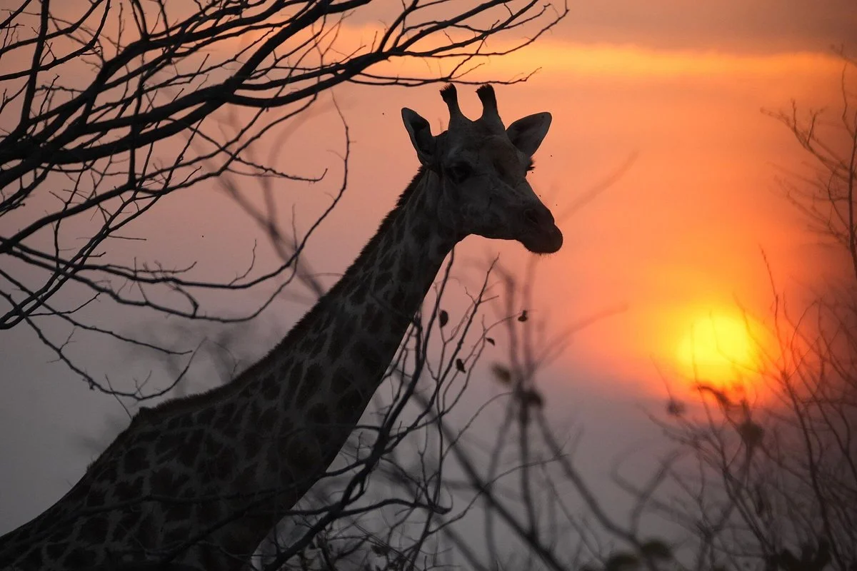 Chui Safaris