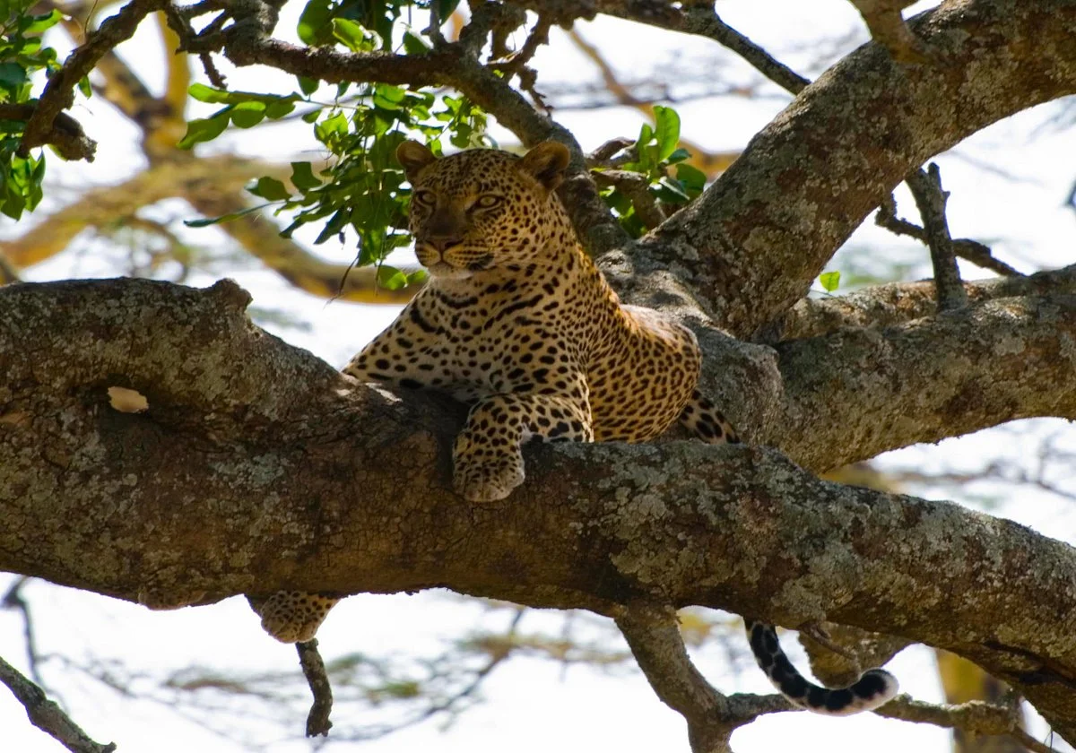 ANDA African Adventure