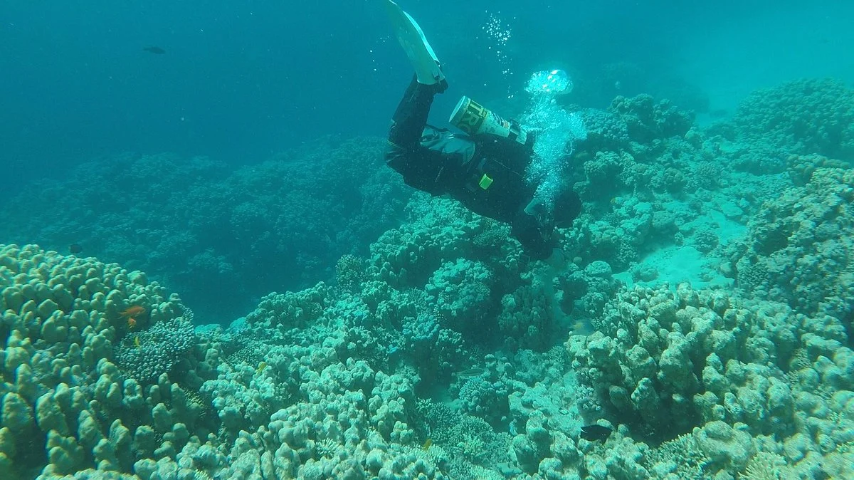 Dive Mania